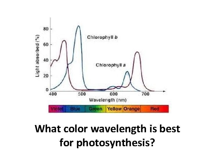 What color wavelength is best for photosynthesis? 