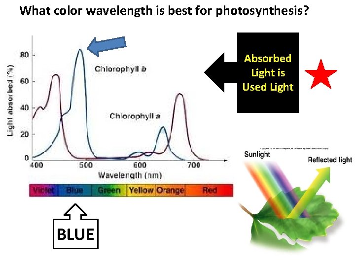 What color wavelength is best for photosynthesis? Absorbed Light is Used Light BLUE 