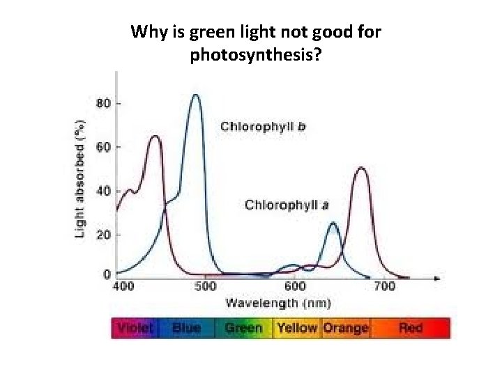 Why is green light not good for photosynthesis? 