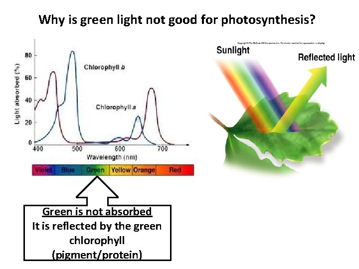 Why is green light not good for photosynthesis? Green is not absorbed It is