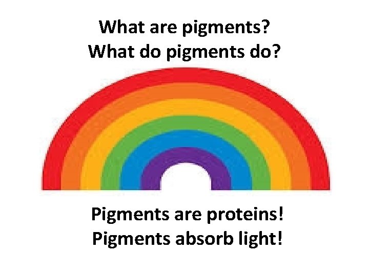 What are pigments? What do pigments do? Pigments are proteins! Pigments absorb light! 