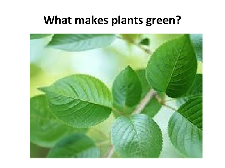 What makes plants green? 