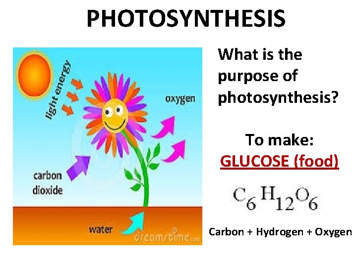 PHOTOSYNTHESIS What is the purpose of photosynthesis? To make: GLUCOSE (food) Carbon + Hydrogen