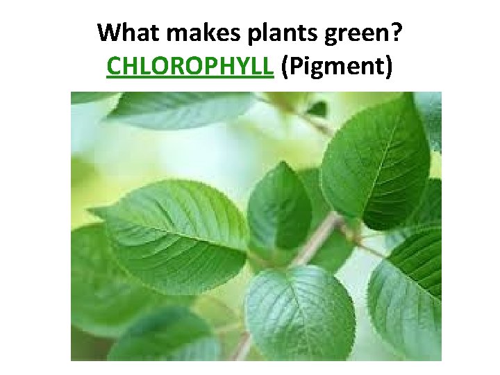 What makes plants green? CHLOROPHYLL (Pigment) 