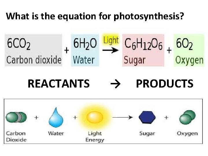 What is the equation for photosynthesis? REACTANTS → PRODUCTS 