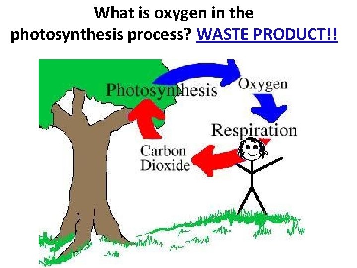 What is oxygen in the photosynthesis process? WASTE PRODUCT!! 