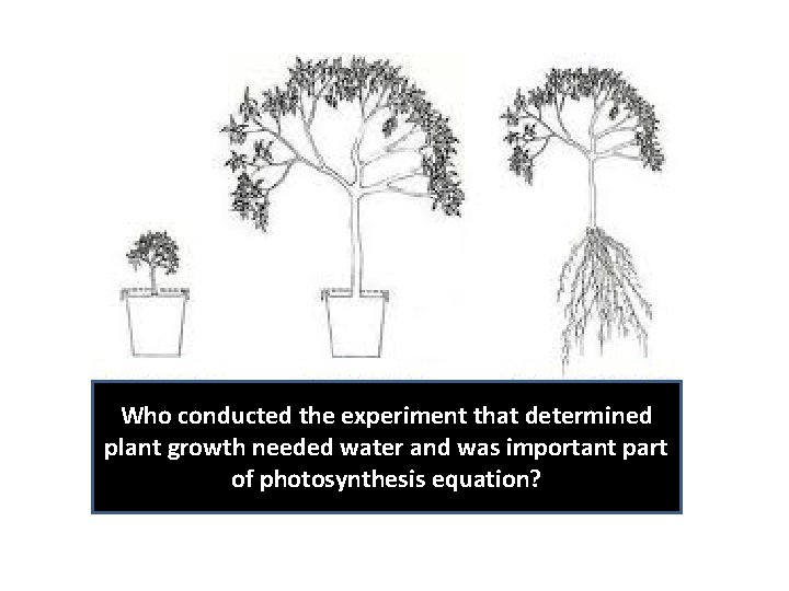 Who conducted the experiment that determined plant growth needed water and was important part