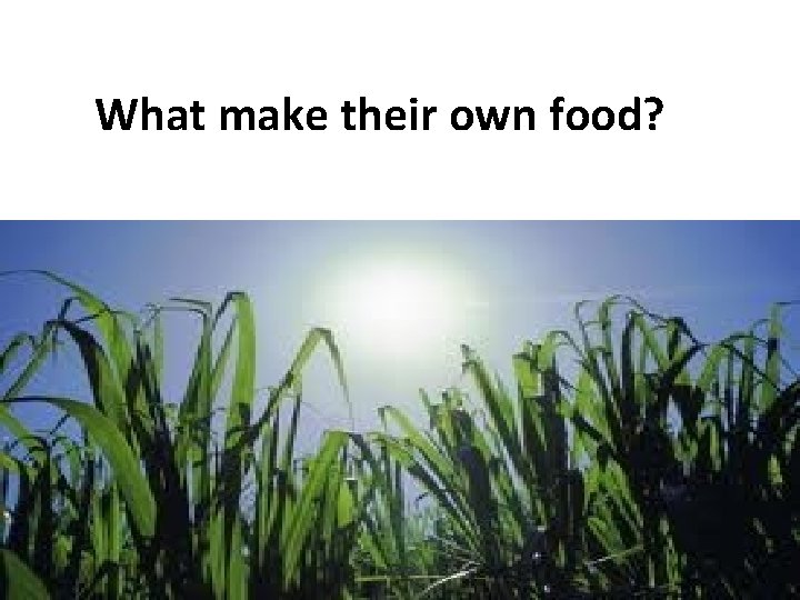 What make their own food? 