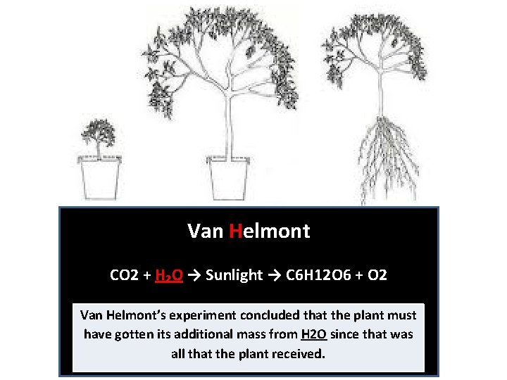 Van Helmont CO 2 + H₂O → Sunlight → C 6 H 12 O