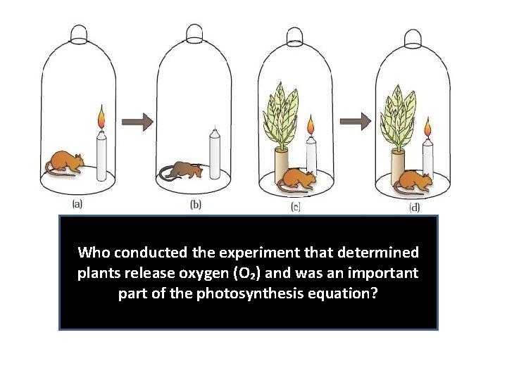 Who conducted the experiment that determined plants release oxygen (O₂) and was an important