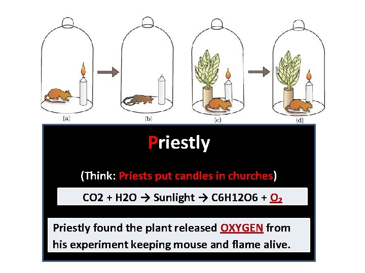 Priestly (Think: Priests put candles in churches) CO 2 + H 2 O →