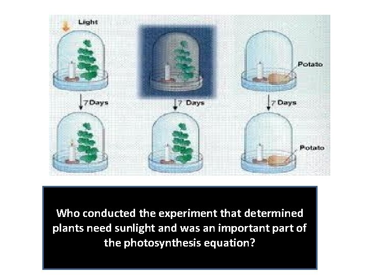 Who conducted the experiment that determined plants need sunlight and was an important part