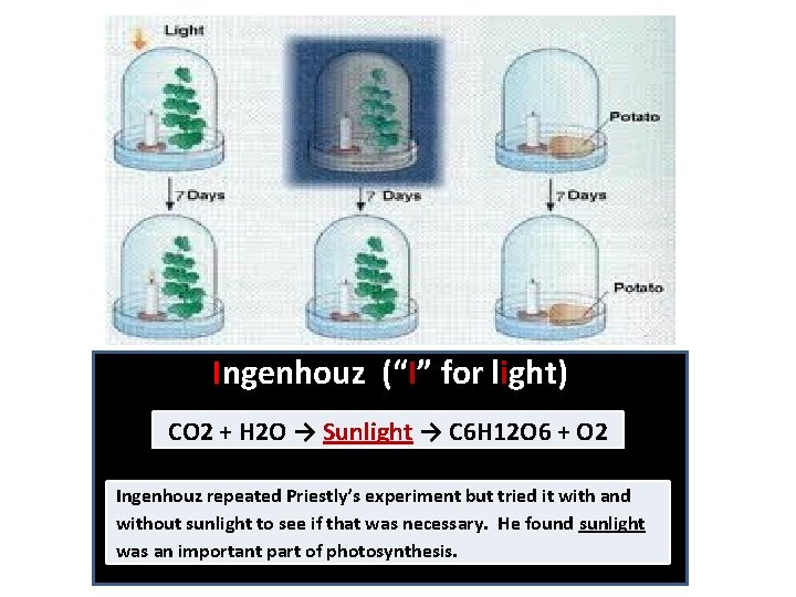 Ingenhouz (“I” for light) CO 2 + H 2 O → Sunlight → C