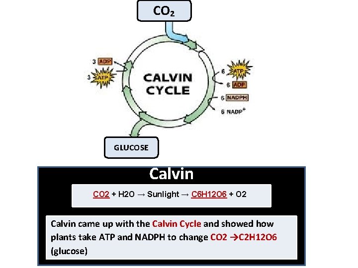 CO₂ GLUCOSE Calvin CO 2 + H 2 O → Sunlight → C 6