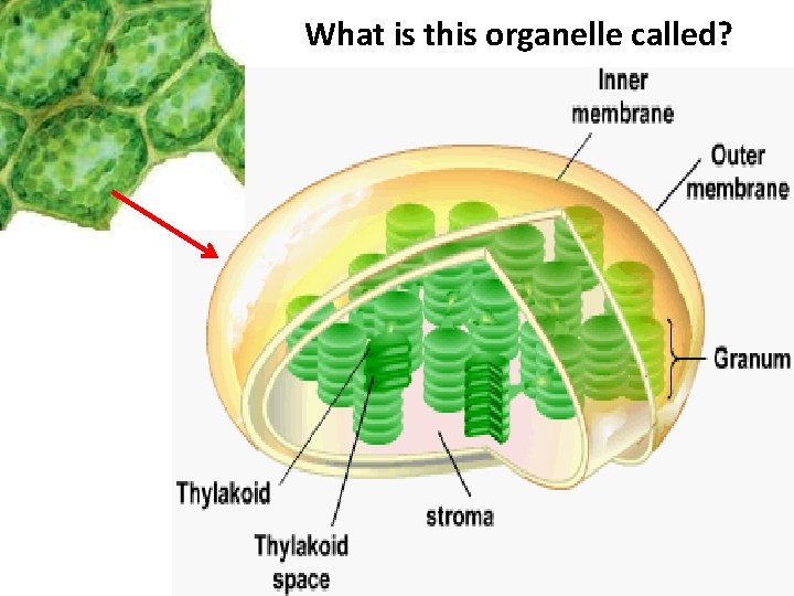 What is this organelle called? 