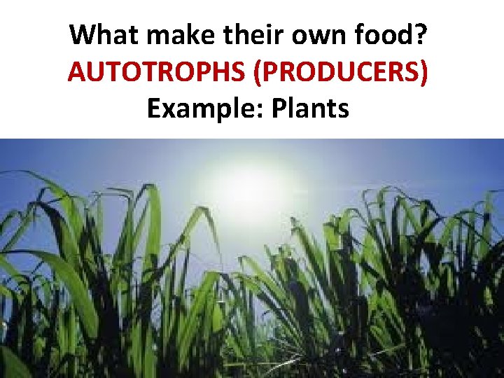 What make their own food? AUTOTROPHS (PRODUCERS) Example: Plants 