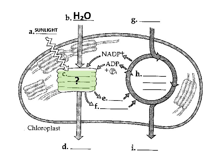 H₂O SUNLIGHT ? 