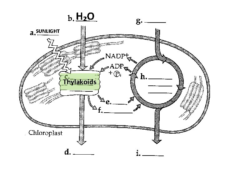 H₂O SUNLIGHT Thylakoids 