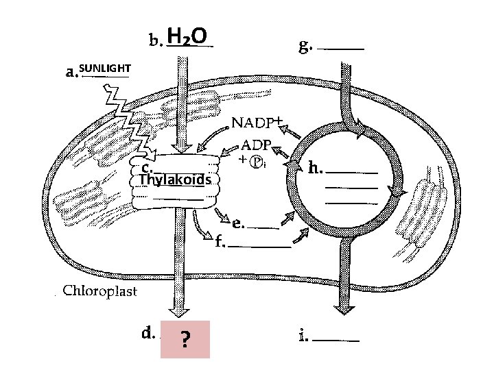 H₂O SUNLIGHT Thylakoids ? 