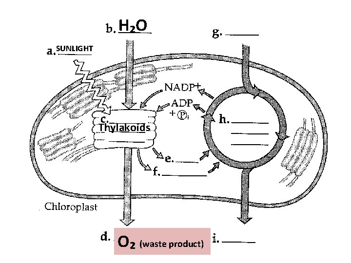 H₂O SUNLIGHT Thylakoids O₂ (waste product) 