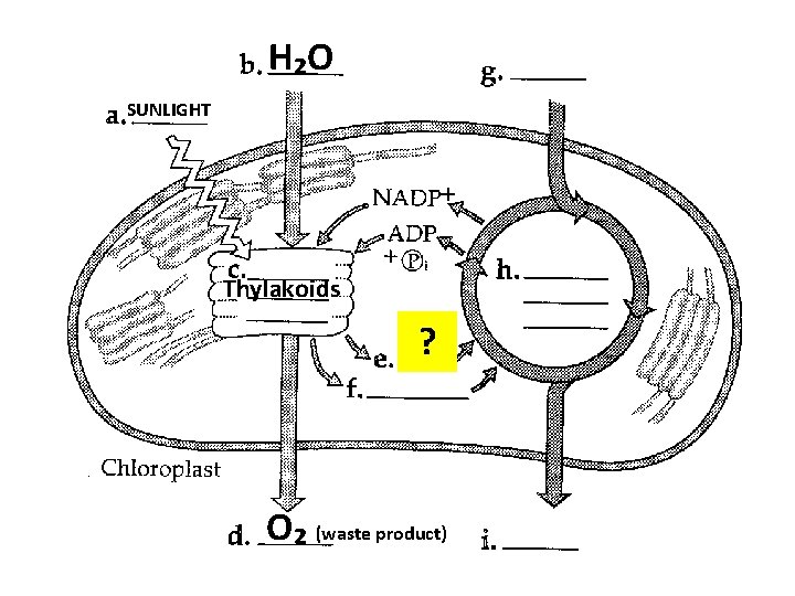 H₂O SUNLIGHT Thylakoids ? O₂ (waste product) 