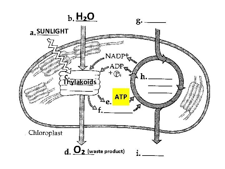 H₂O SUNLIGHT Thylakoids ATP O₂ (waste product) 