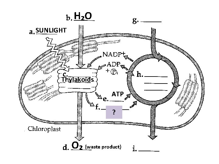 H₂O SUNLIGHT Thylakoids ATP ? O₂ (waste product) 