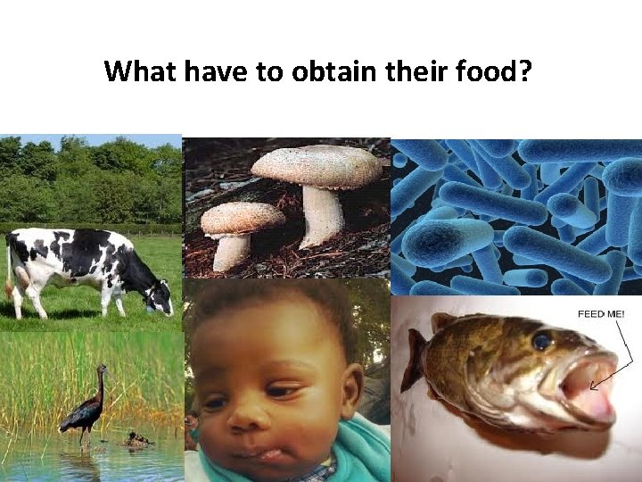 What have to obtain their food? 