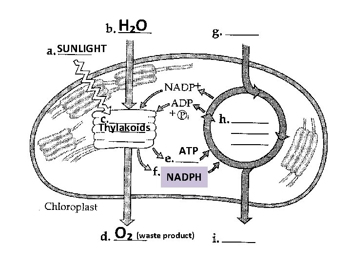 H₂O SUNLIGHT Thylakoids ATP NADPH O₂ (waste product) 