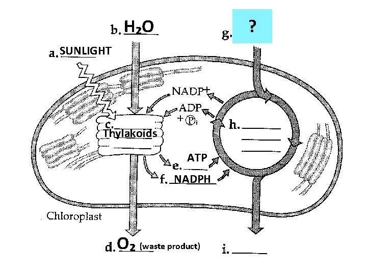 H₂O ? SUNLIGHT Thylakoids ATP NADPH O₂ (waste product) 