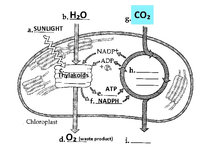 H₂O CO₂ SUNLIGHT Thylakoids ATP NADPH O₂ (waste product) 