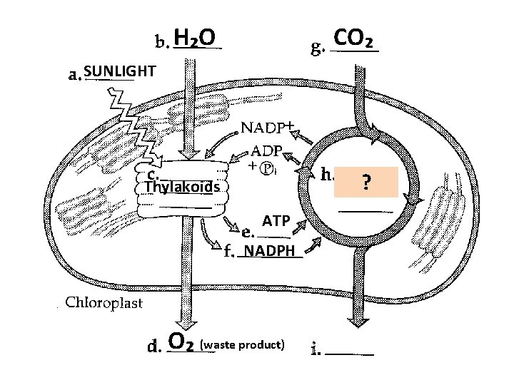 H₂O CO₂ Thylakoids ? SUNLIGHT ATP NADPH O₂ (waste product) 