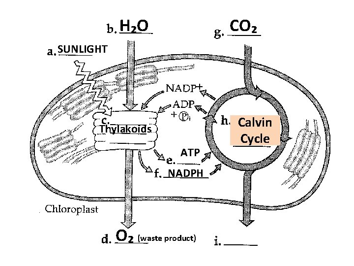 H₂O CO₂ SUNLIGHT Thylakoids ATP NADPH O₂ (waste product) Calvin Cycle 