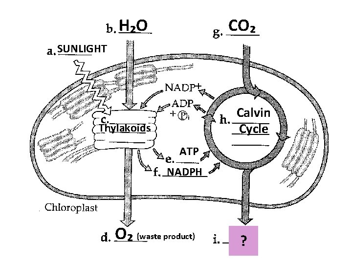 H₂O CO₂ SUNLIGHT Calvin Cycle Thylakoids ATP NADPH O₂ (waste product) ? 