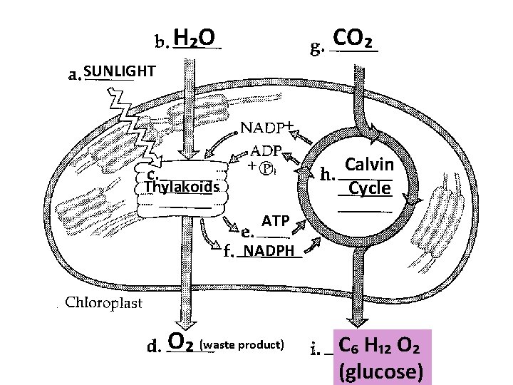 H₂O CO₂ SUNLIGHT Calvin Cycle Thylakoids ATP NADPH O₂ (waste product) C₆ H₁₂ O₂
