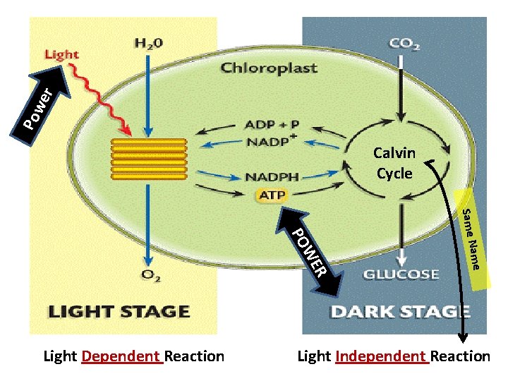 r we Po Calvin Cycle Same N ame R WE PO Light Dependent Reaction