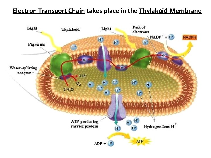 Electron Transport Chain takes place in the Thylakoid Membrane 
