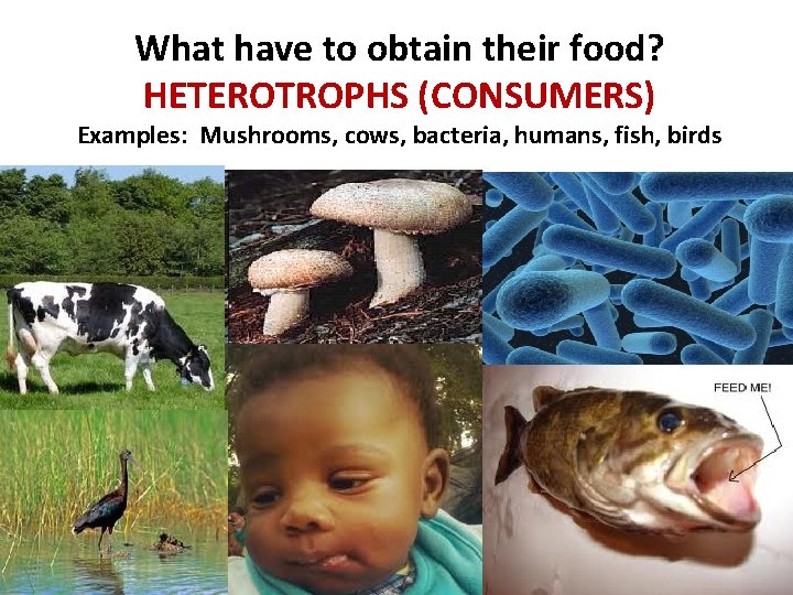 What have to obtain their food? HETEROTROPHS (CONSUMERS) Examples: Mushrooms, cows, bacteria, humans, fish,