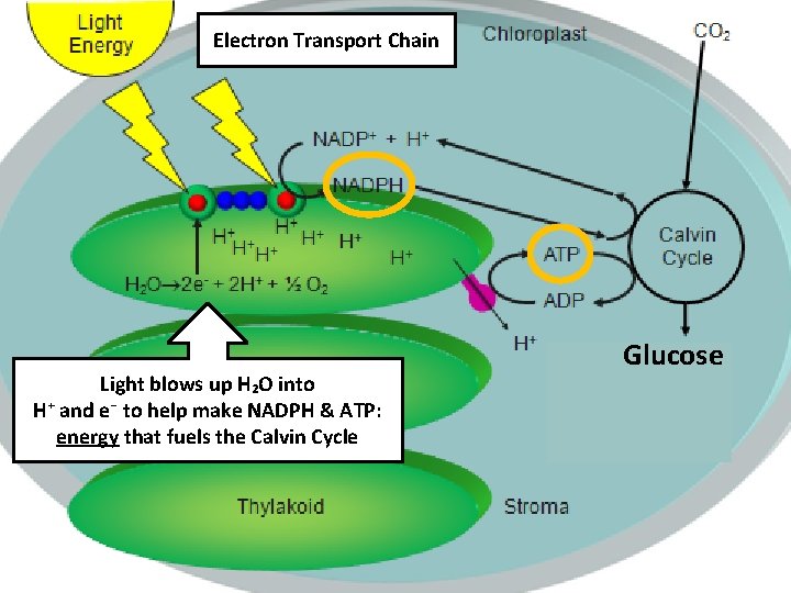 Electron Transport Chain Light blows up H₂O into H⁺ and е⁻ to help make