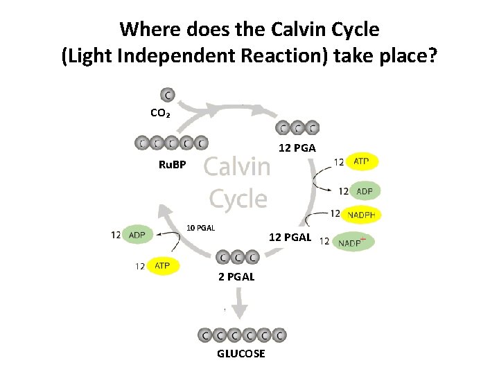 Where does the Calvin Cycle (Light Independent Reaction) take place? CO₂ 12 PGA Ru.