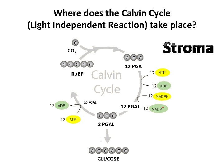 Where does the Calvin Cycle (Light Independent Reaction) take place? Stroma CO₂ 12 PGA