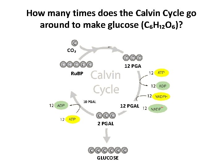 How many times does the Calvin Cycle go around to make glucose (C₆H₁₂O₆)? CO₂