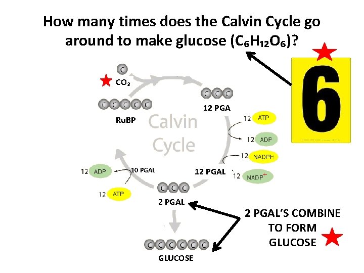 How many times does the Calvin Cycle go around to make glucose (C₆H₁₂O₆)? CO₂