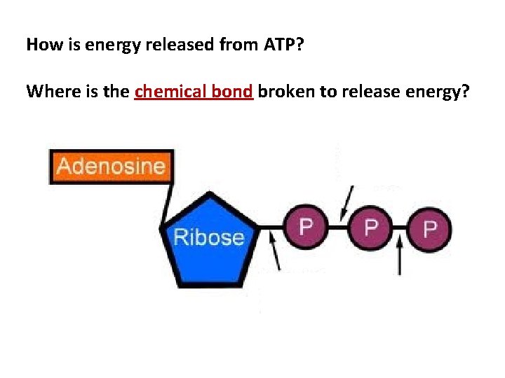 How is energy released from ATP? Where is the chemical bond broken to release