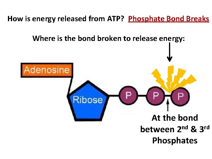 How is energy released from ATP? Phosphate Bond Breaks Where is the bond broken