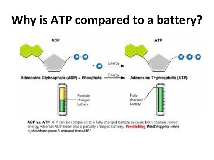 Why is ATP compared to a battery? 