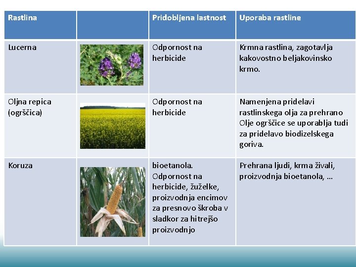 Rastlina Pridobljena lastnost Uporaba rastline Lucerna Odpornost na herbicide Krmna rastlina, zagotavlja kakovostno beljakovinsko