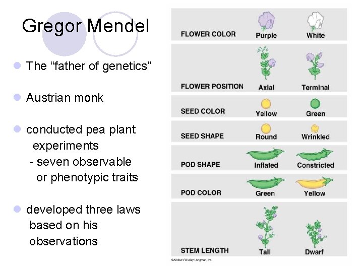 Gregor Mendel l The “father of genetics” l Austrian monk l conducted pea plant