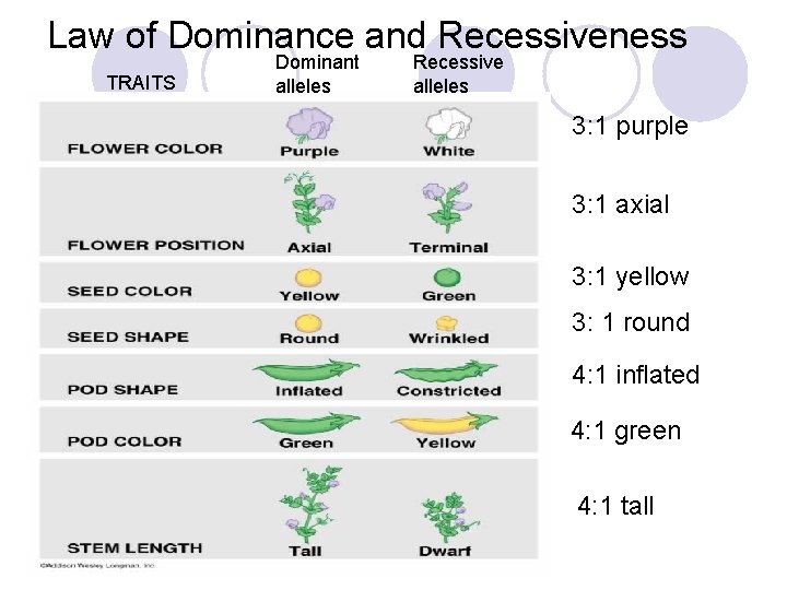 Law of Dominance and Recessiveness TRAITS Dominant alleles Recessive alleles 3: 1 purple 3: