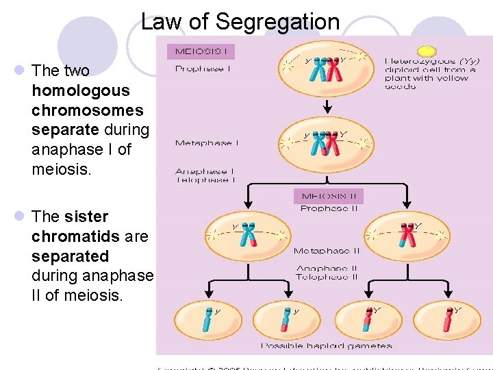 Law of Segregation l The two homologous chromosomes separate during anaphase I of meiosis.